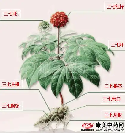 中药知识教你全方位鉴别三七