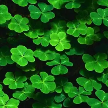 幸运四叶草头像图片