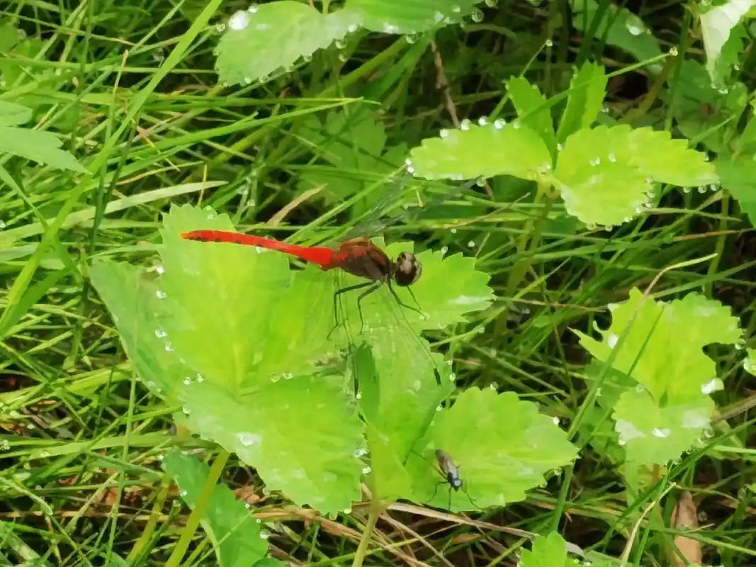 小荷才露尖尖角早有蜻蜓立上头