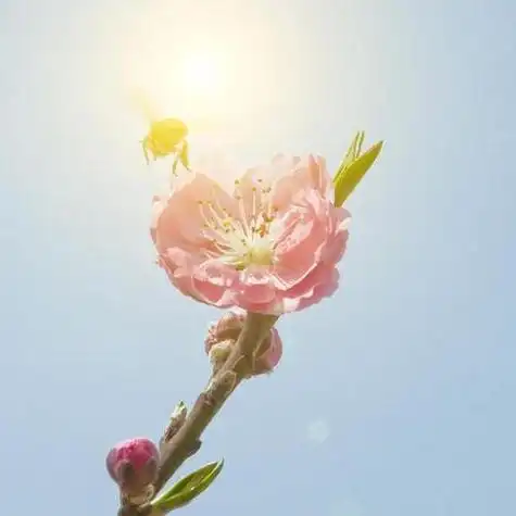 招桃花桃花头像图片