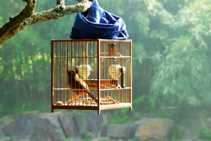 笼中鸟