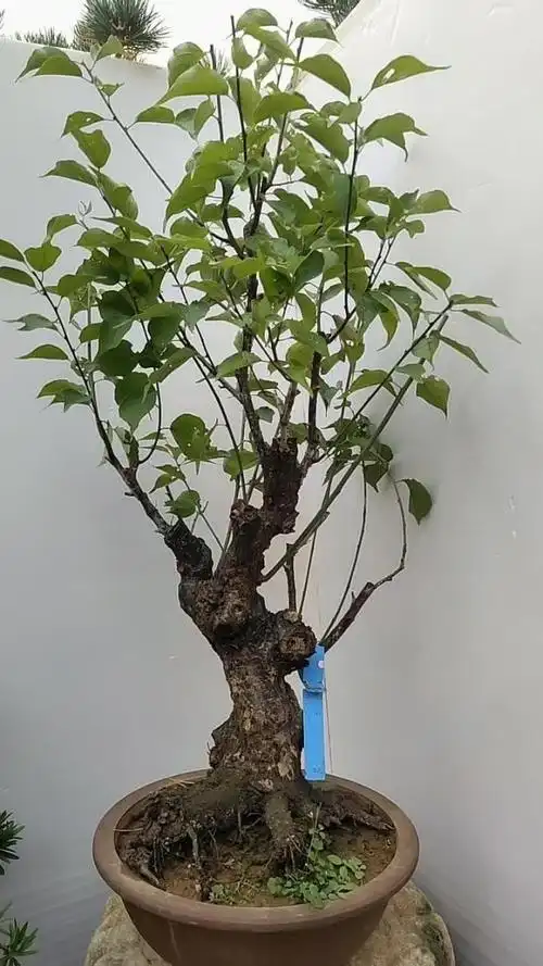 原生骨里红,梅花盆景