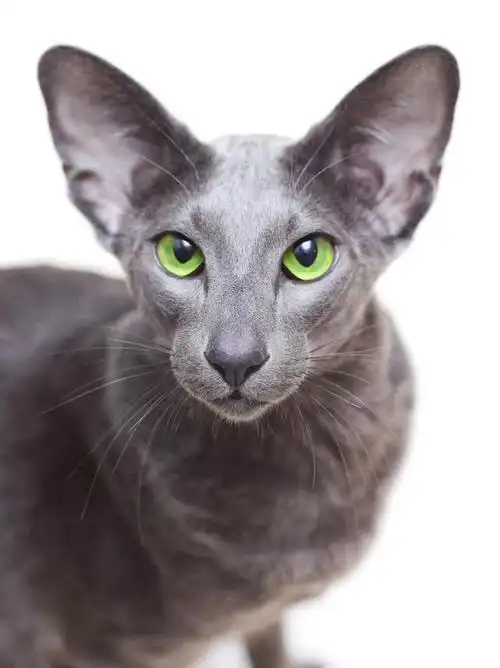 每日一猫:大耳朵的东方短毛猫