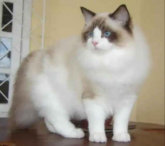 世界上最大的4种家猫软萌布偶猫榜上有名