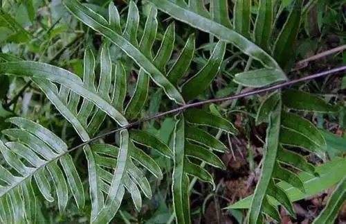 为什么叫龙骨草?