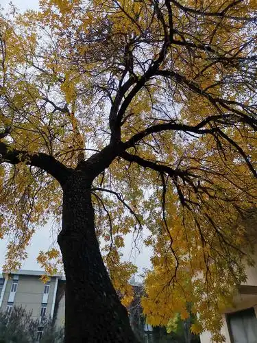 好听歌 费玉清的巜黄叶舞秋风》