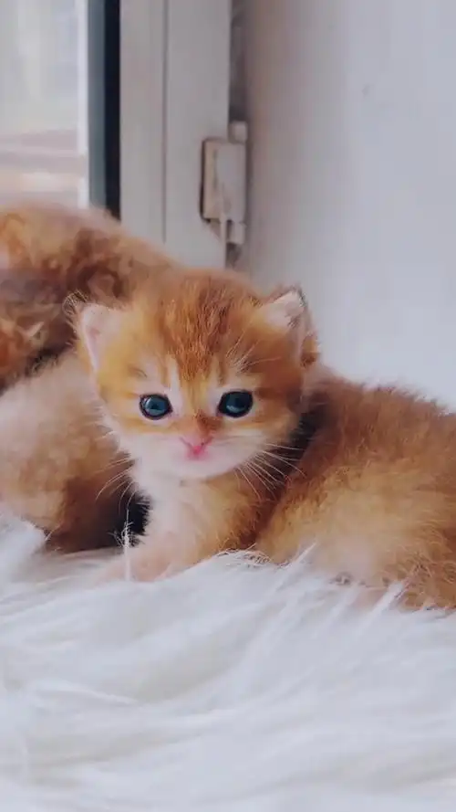 呆萌可爱的小奶猫,你喜欢吗