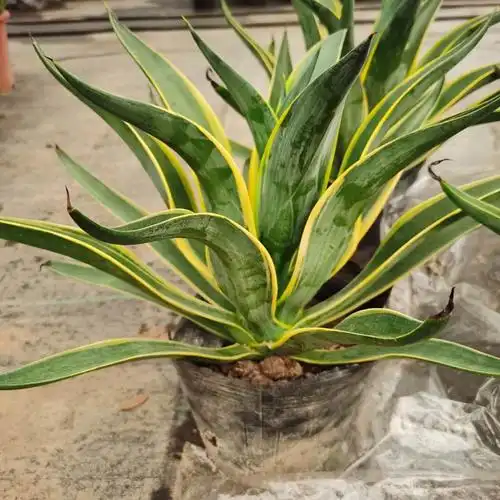 金边金边龙蛇兰黄金兰龙舌兰大苗多年生开花多肉植物 水培虎皮兰3棵