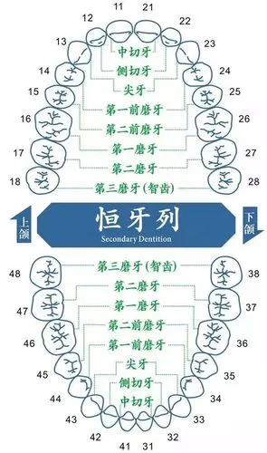 牙齿矫正一定要拔牙吗一下子拔4颗是不是太多了