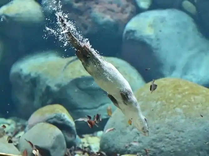 獭祭水鬼的黎明上篇