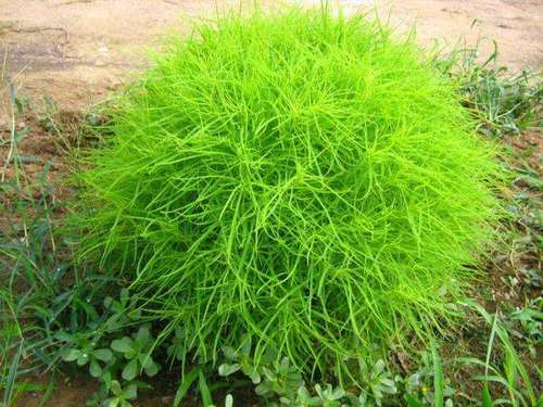 原创这种野菜常被误认为野草,只因城里人爱吃,农民卖20一斤无人嫌贵