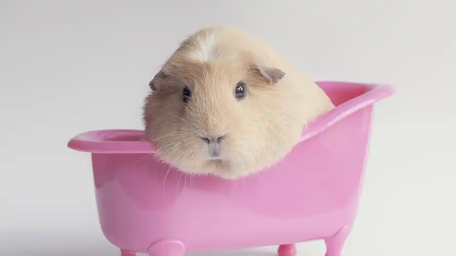 海豚,洗澡,粉红浴盆,可爱动物壁纸