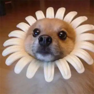 最新搞笑好看有趣的动物头像 不一样的动物头像狗戴墨镜搞怪2022