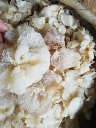 我刚发布了新供应信息[羊肚耳],想要货的老板欢迎找我咨询!