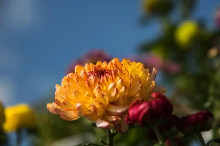 九月菊群花争艳 赏花人如潮涌动