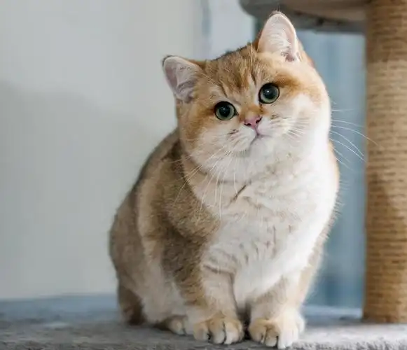 英国短毛猫有什么缺点(家里养短毛猫缺点多很多人不愿养)-图2
