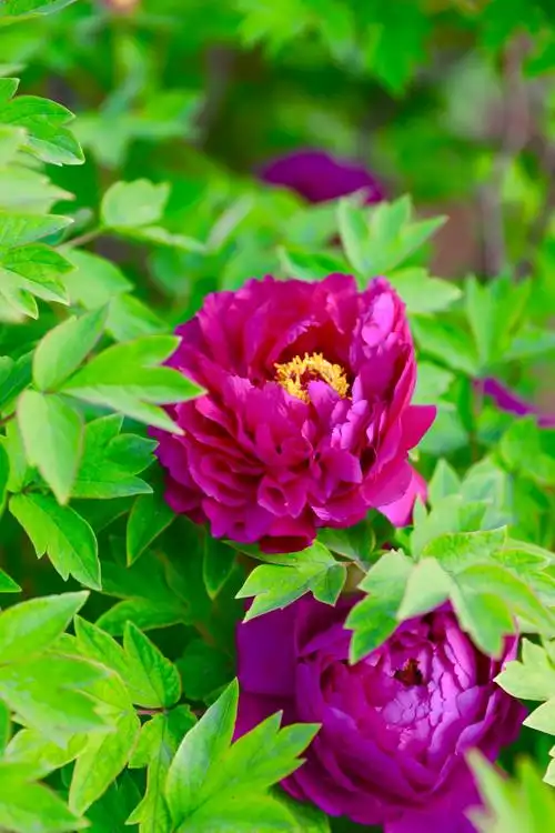 牡丹花很漂亮!雍容华贵!拍摄定格美丽!(相机拍摄)