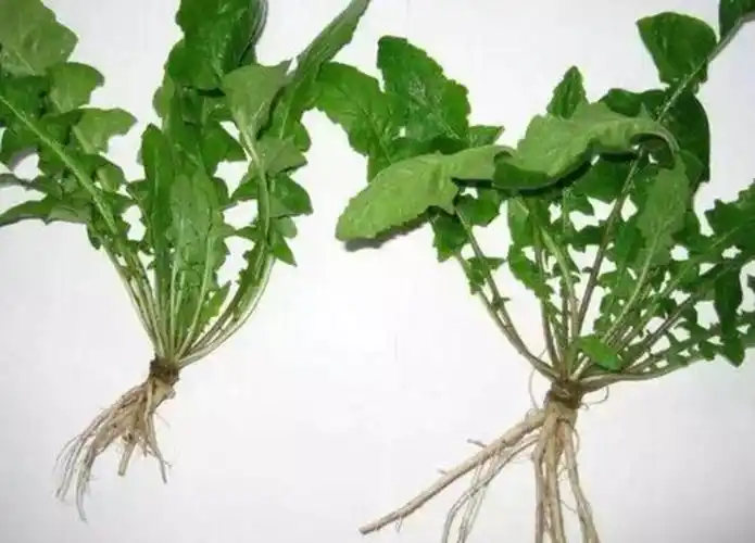 喜嚼荠菜根温故