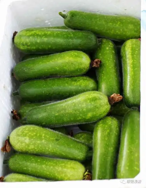 顺德杏坛桑麻黑毛节瓜上市