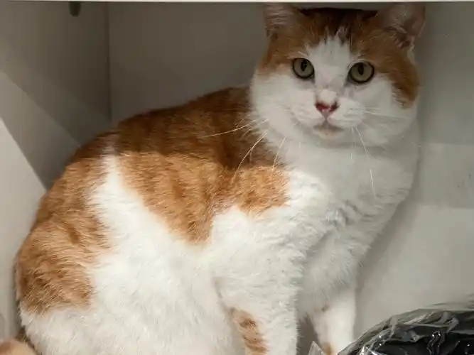 看它又觉得脸瘦瘦的#猫咪日常  #橘猫  #我家宠物好可爱  #猫咪发腮