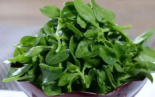 田七的功效与作用及食用方法 新鲜田七吃法田七怎么做好吃?