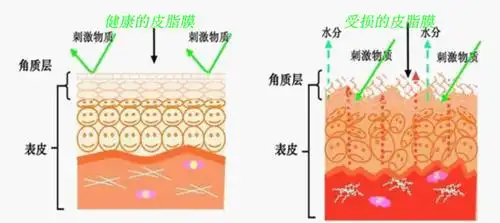 植物的角质层充当水和水溶性材料的渗透屏障.
