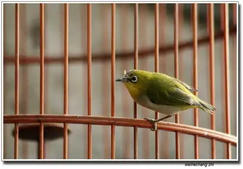 飞出笼的小鸟都是要付出代价的,比如失去固定的吃食,但是得来的是自由