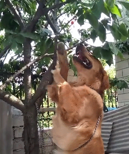 449_535gif 动态图 动图