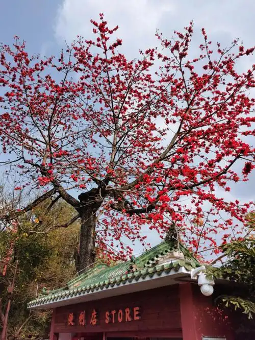 木棉花语珍惜身边的人和眼前的幸福