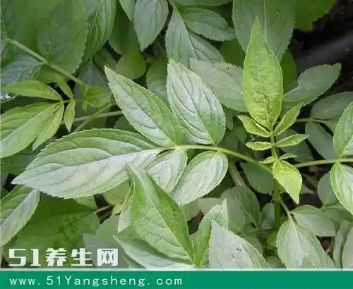 这一种草, 长得最美被嫌弃, 却是农村最好的药材, 治疗风湿都不知