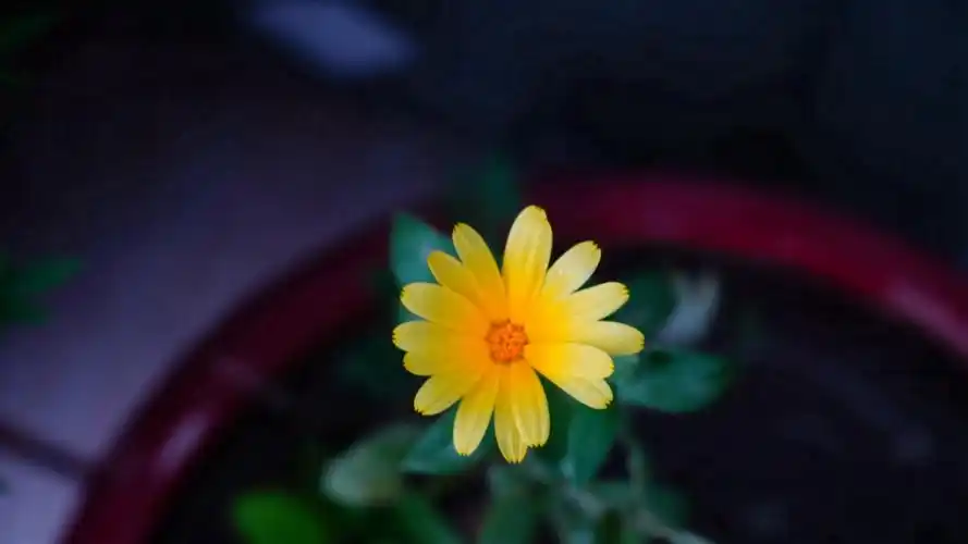 清新养眼植物花卉桌面壁纸