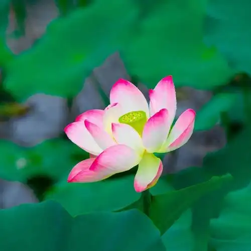 头像| 妈妈们的荷花头像上新啦!速戳