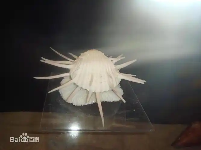 鬼见怕是指海边奇形怪状,五颜六色的贝壳中的一种,出自鲁迅的《故乡》