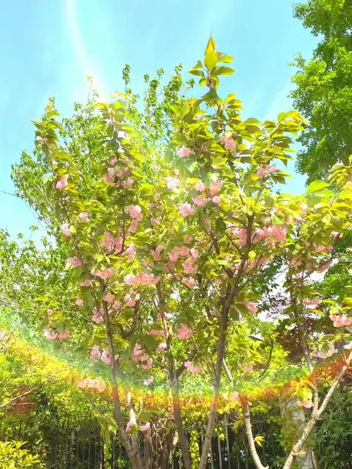 花开花谢皆风景