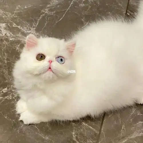 异瞳波斯妹妹稀有鸳鸯眼找新家_波斯猫_宠物_加菲猫_疫苗_软萌_异国