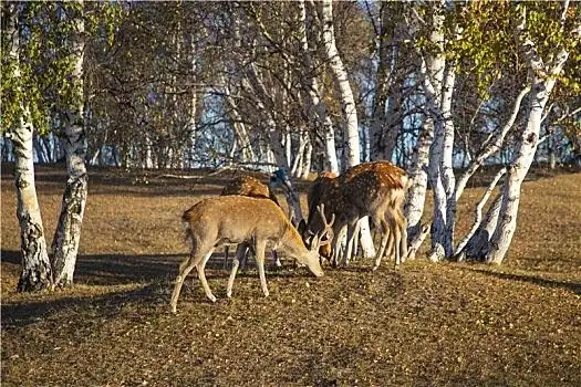 梅花鹿图片大全_梅花鹿高清图片下载_图片网