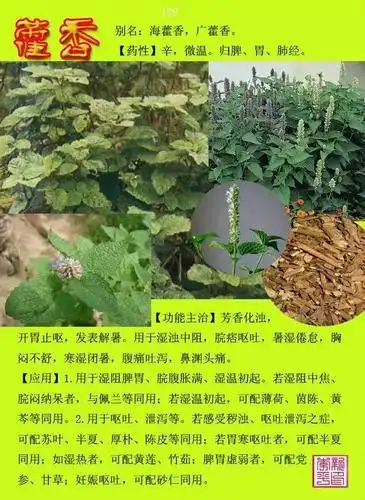 300种常见中草药图谱