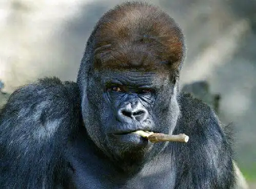 让人笑破肚皮的可爱动物搞笑照片(组图三)