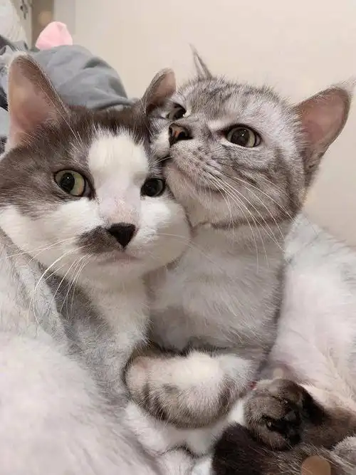有什么好看的猫的情侣头像
