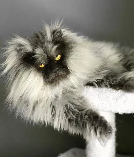 吸猫大会喜马拉雅混血猫juno