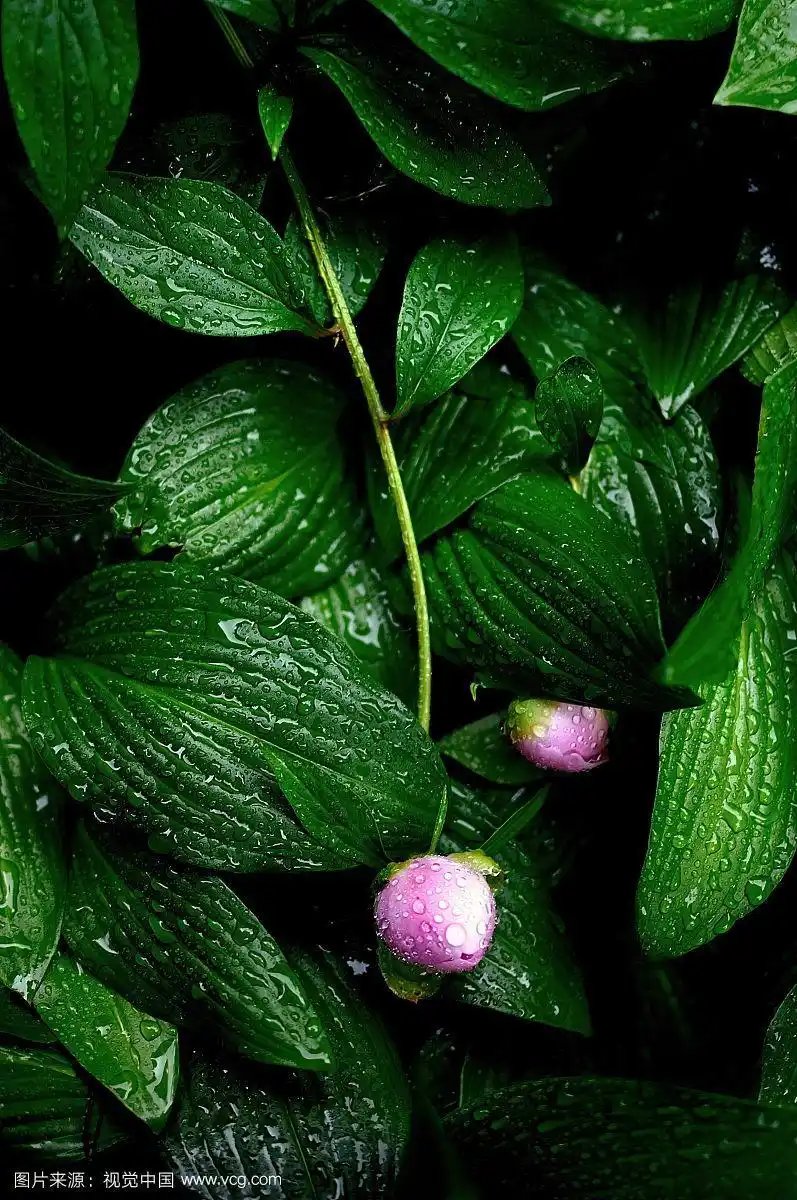 797_1200竖版 竖屏