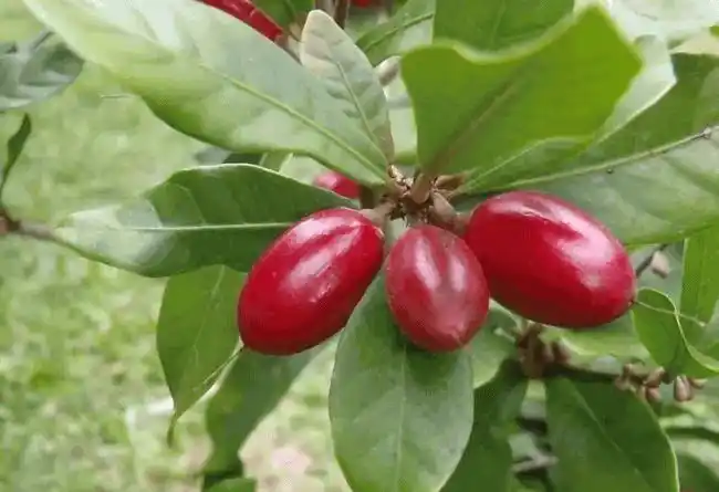 世界上最稀有的十种水果你可能都没有听说过