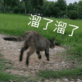 猫溜了溜了溜了gif动图_动态图_表情包下载_soogif