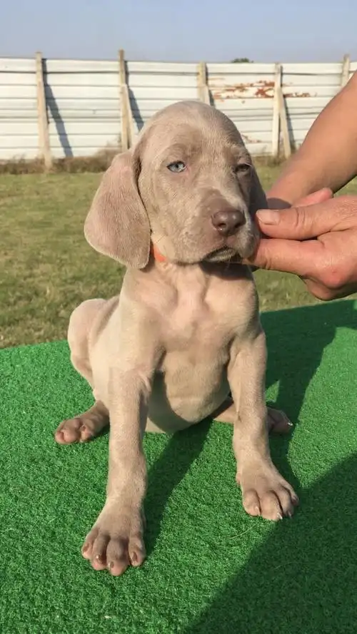 世界名犬我心目中的狗王-德国魏玛犬