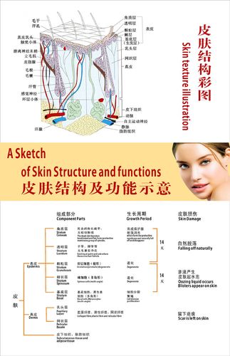 569海报印制海报展板素材1皮肤结构及功能示意图