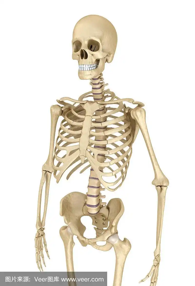 人体骨骼隔离,医学上准确的3d插图.