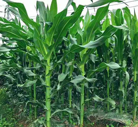 株型紧凑抗病性好曲辰517高产玉米种子果穗均匀丰尖性好品质好