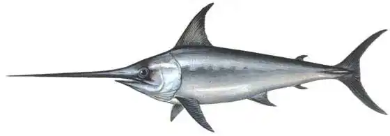 名副其实的海洋三剑客之——剑鱼