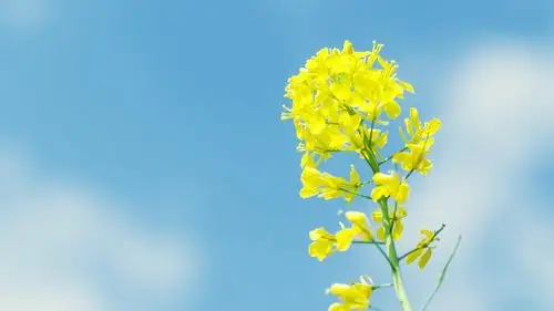小清新黄色小花高清桌面壁纸-植物壁纸-手机壁纸下载-美桌网