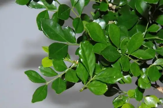 属蛇男和属猪女配吗,属猪男和属蛇女配吗 男属